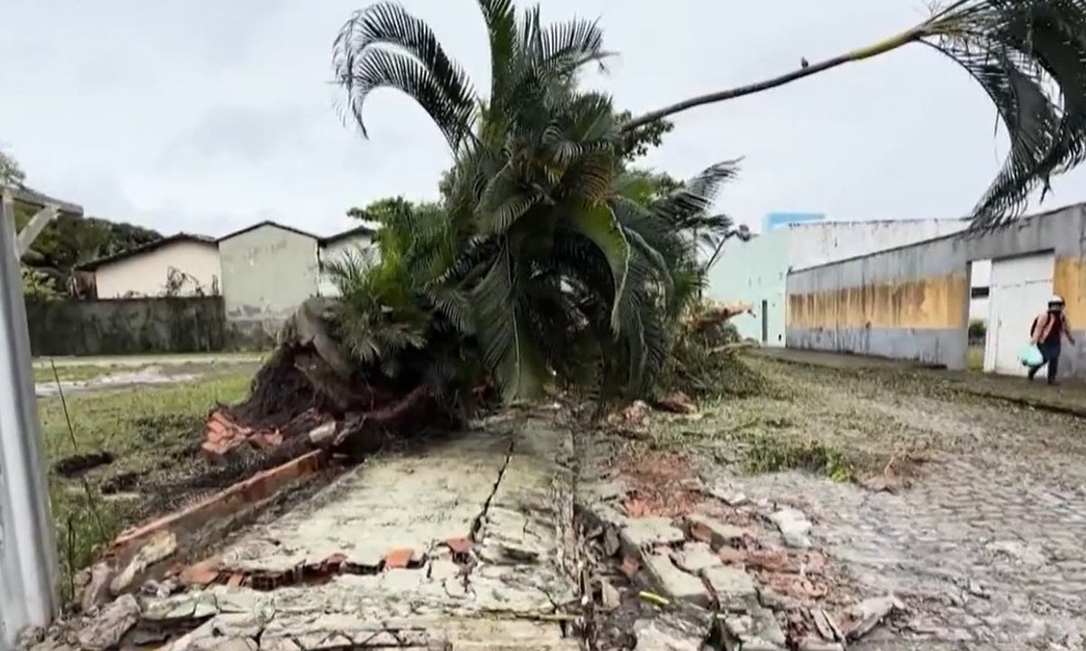 Ventania causa estragos e derruba árvores em Porto Seguro — Foto: Reprodução/TV Santa Cruz