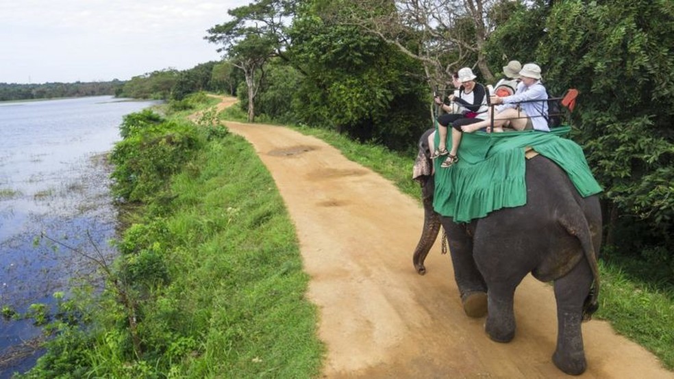 Supi REVELA PALPITE de quem é Elefante38! 