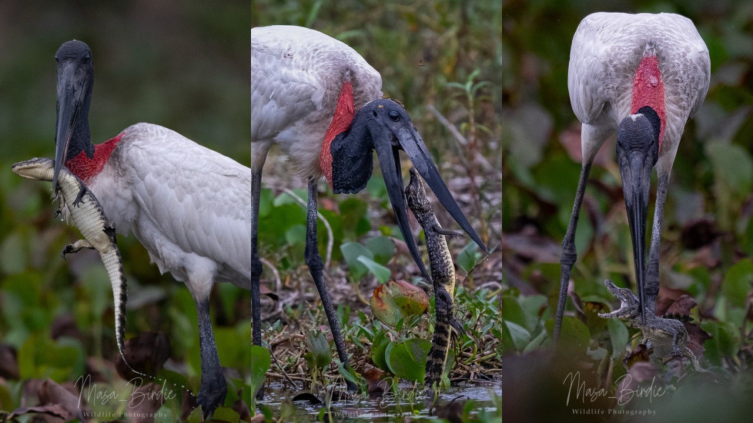 Vídeo raro mostra tuiuiú capturando filhote de jacaré no Pantanal e impressiona