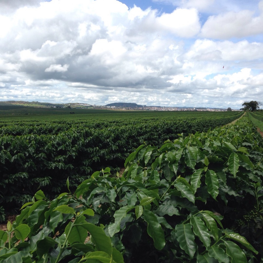 Do pé à xícara, o café de Patrocínio conquista o mundo