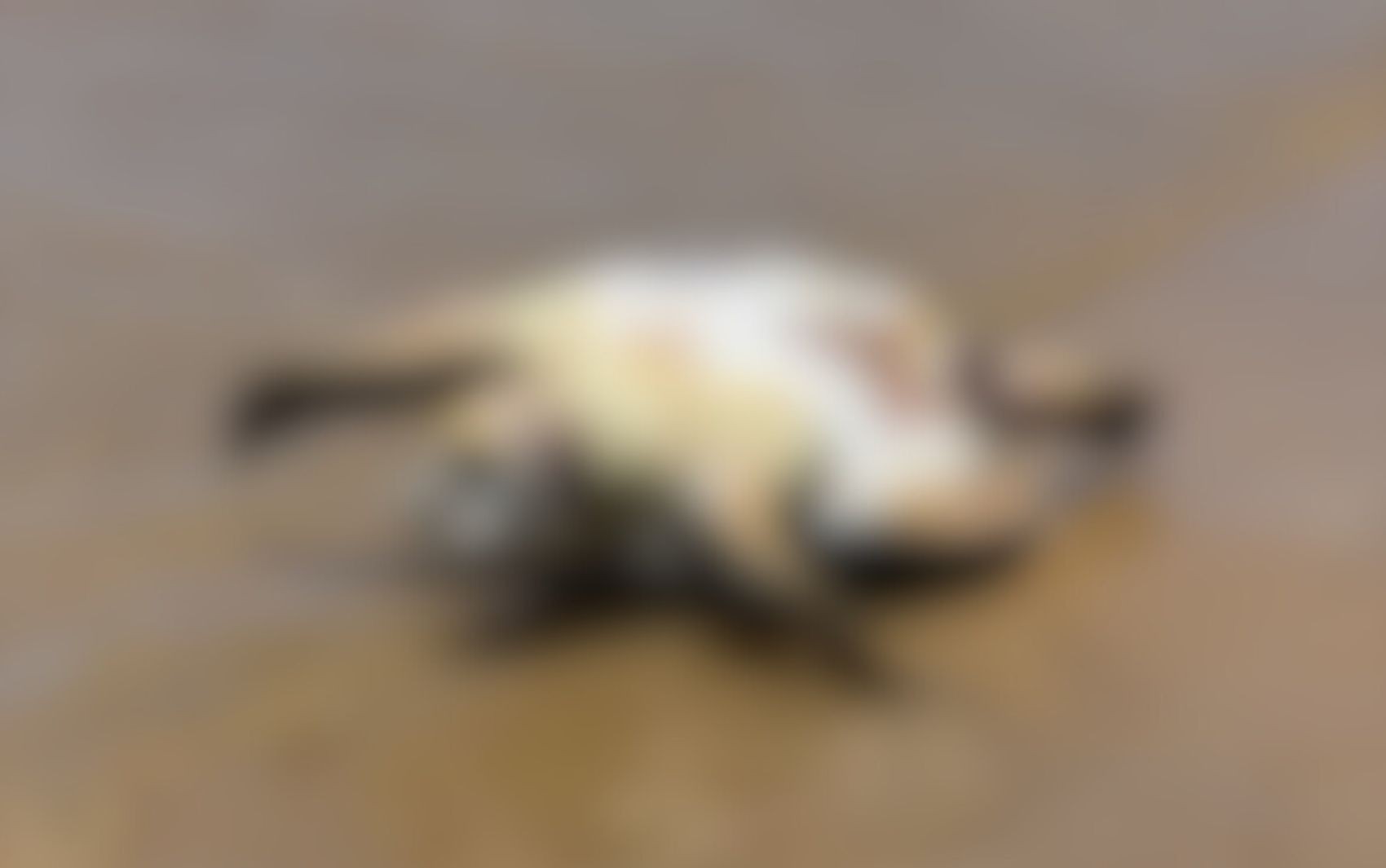 Tartaruga-marinha é encontrada morta na Praia da Aruana em Aracaju