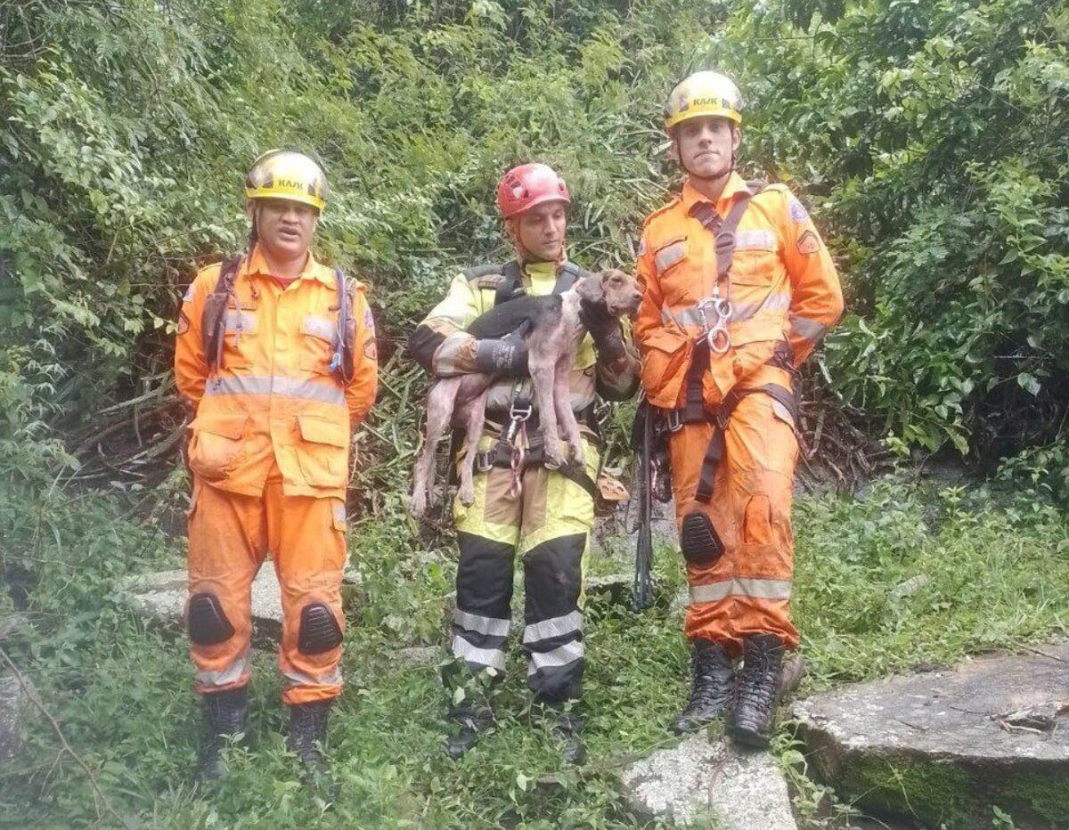 Morre cadela salva após ficar presa de cabeça para baixo em pedreira de MG
