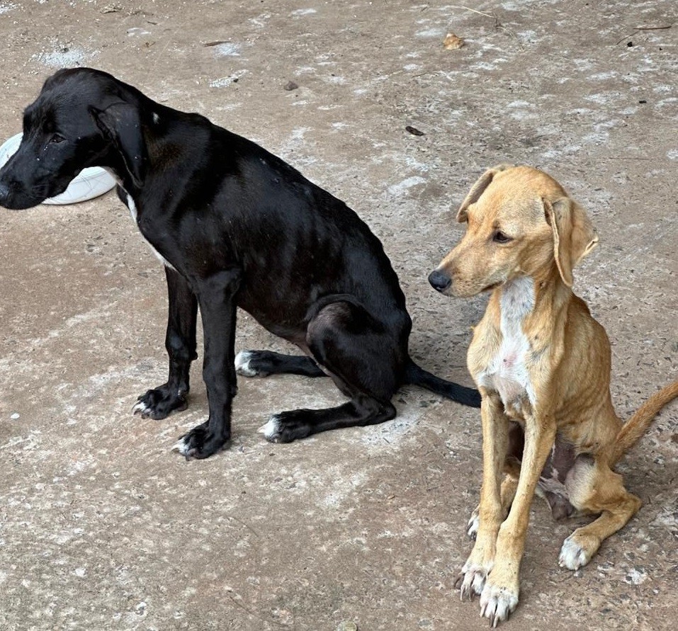 Mulher é multada em R$ 6 mil por maus-tratos a dois cachorros, em Presidente Prudente