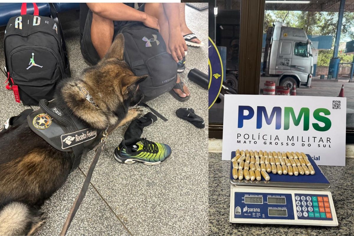 Cão farejador encontra passageiros com cápsulas de cocaína no estômago e nas meias na fronteira com a Bolívia