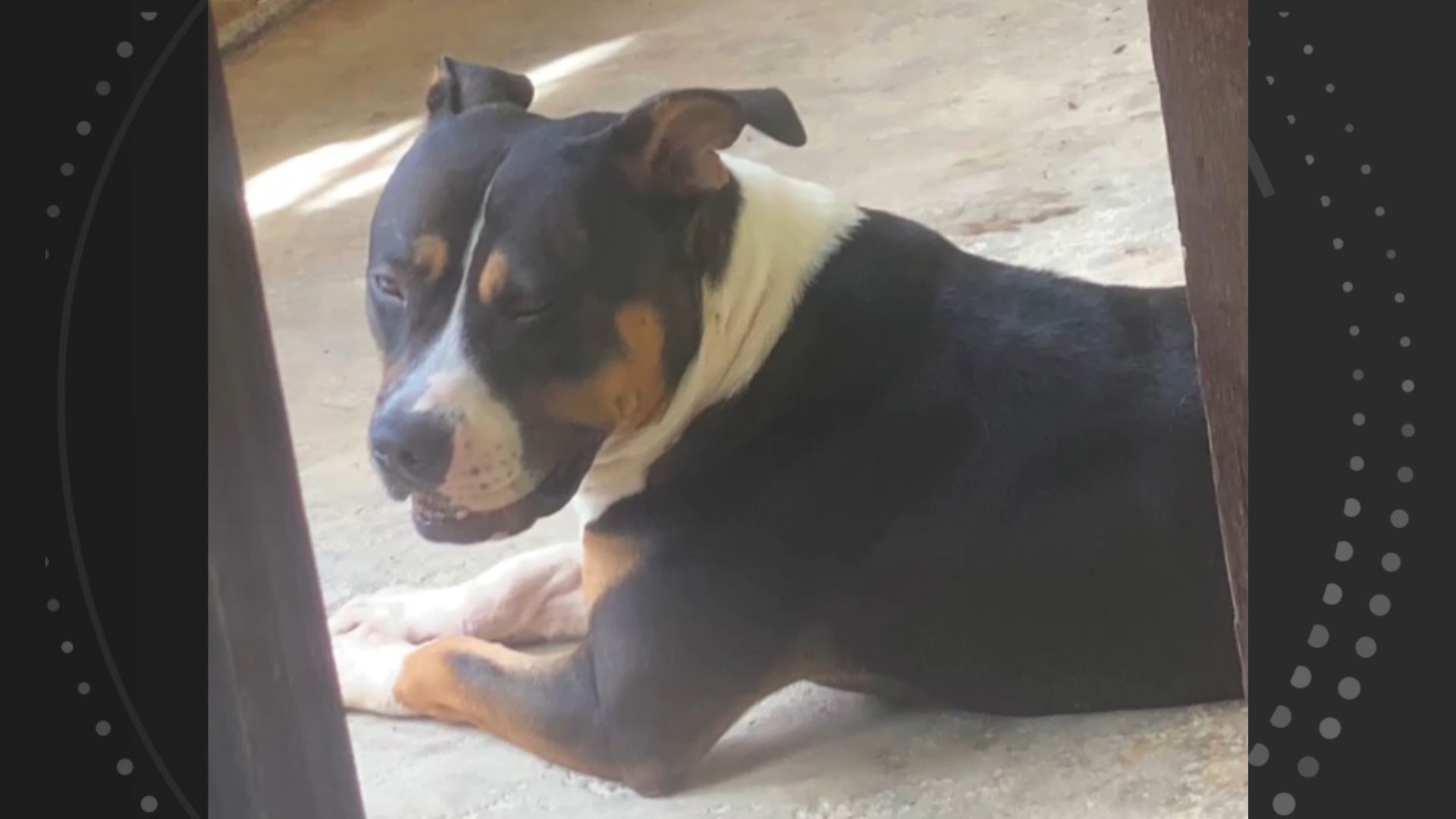 Mulher mata pitbull de vizinha enforcado e a golpes de foice no ES