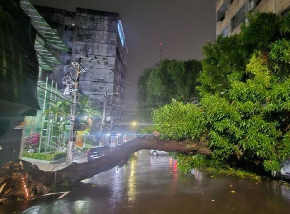 Árvore cai no Centro de Manaus durante forma chuva — Foto: Divulgação