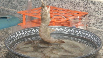 Agrônomo cria camarão de água salgada no Cerrado
