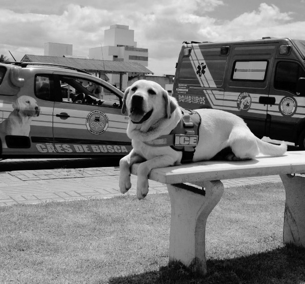 Cão salva-vidas que atuou na tragédia de Mariana morre em Itajaí