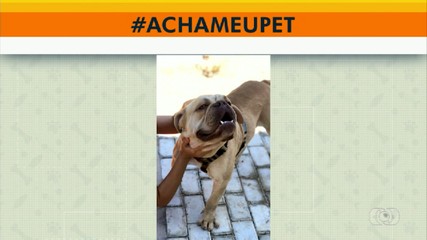 Acha meu pet: tutora procura cãozinho desperecido na Orla Oeste em Luzimangues