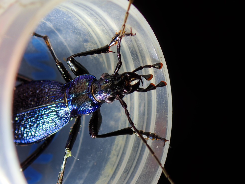 Monitoramento em miniatura: Besouro-azul prestes a receber transmissor para pesquisa. — Foto: Nick Royle