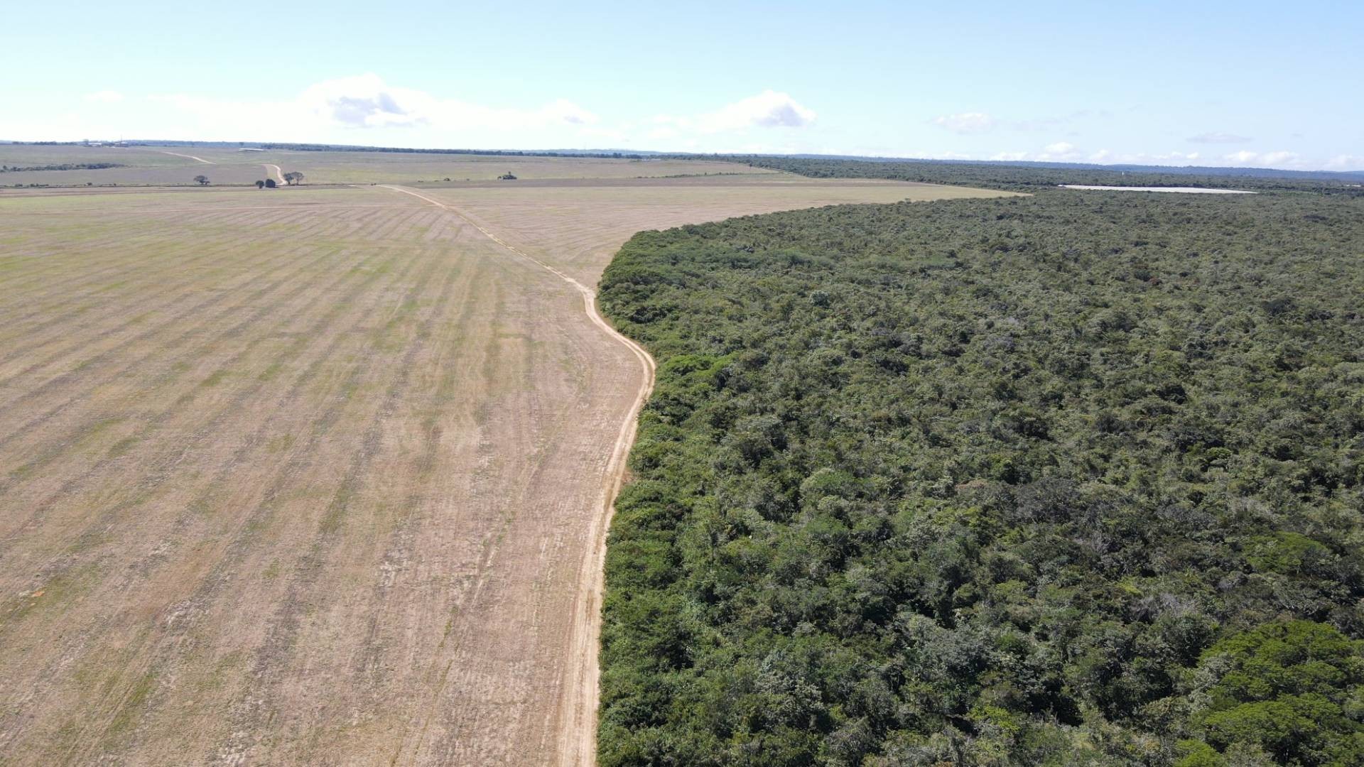 Ibama apreende 20 toneladas de soja plantadas irregularmente em área de Mata Atlântica e aplica mais de R$ 2 milhões em multas