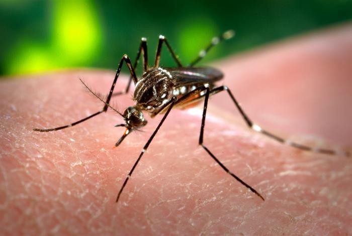Criança de 7 anos morre por dengue em MS; 6º óbito do estado