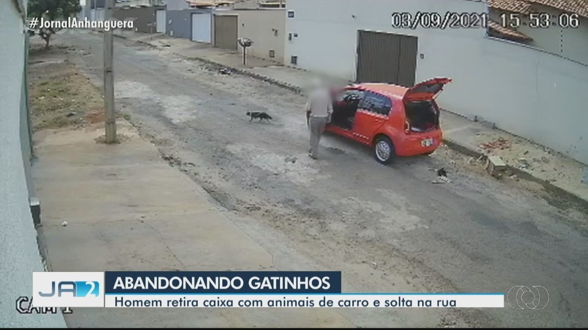 Homem joga filhotes de gato no meio da rua e Polícia Civil de RR investiga  abandono; VÍDEO, Roraima