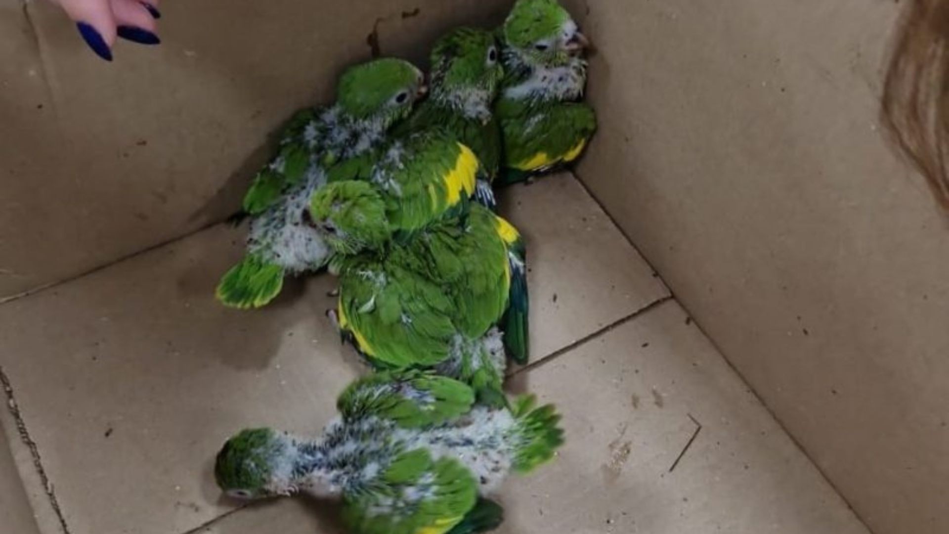 URGENTE! Filhotes de Periquito Resgatados em Meio a Incêndio em Marília: Veja o que Aconteceu!