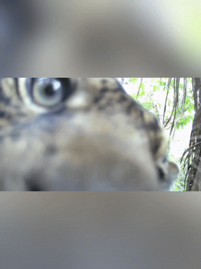 Pescador instala câmera em trilha e flagra onça-pintada mordendo o equipamento em RO 