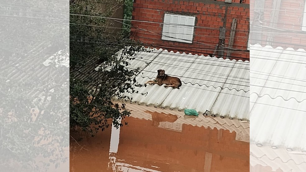 Cachorro da família ficou ilhado em telhado e teve que ser resgatado por vizinhos — Foto: Arquivo pessoal