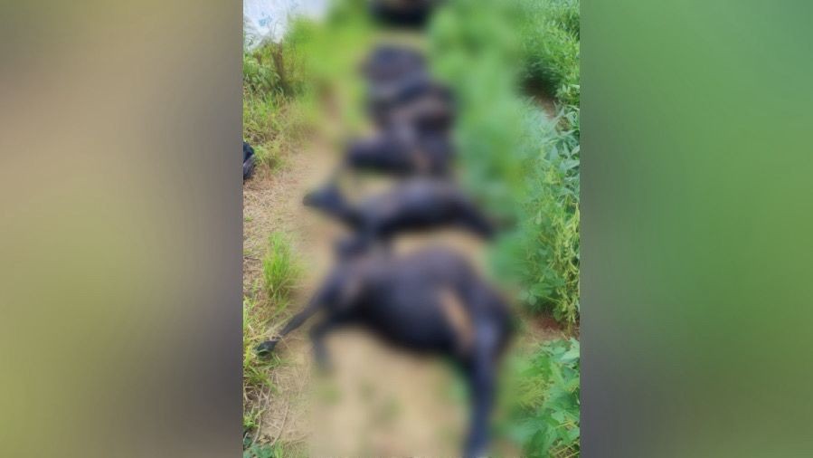 Produtora rural registra ocorrência após morte de mais de 20 carneiros atropelados em Mojuí dos Campos