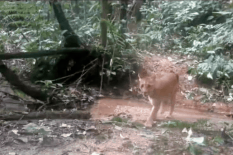 Onças-pardas são flagradas em área de mata no litoral de SP; VÍDEO 