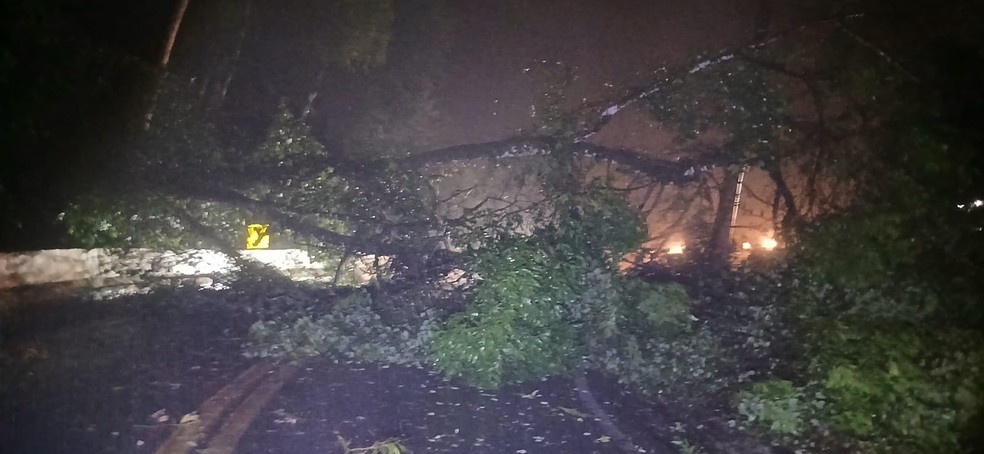 Uma árvore caiu na pista no trecho de Boiçucanga — Foto: Reprodução/Defesa Civil SP