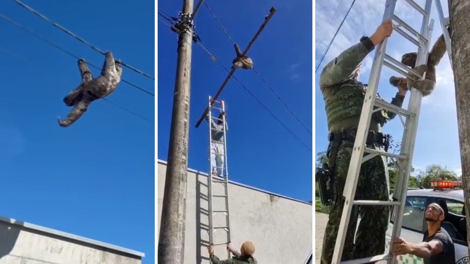VÍDEO: Bicho-preguiça é resgatado após ficar preso em fiação elétrica de poste no litoral de SP