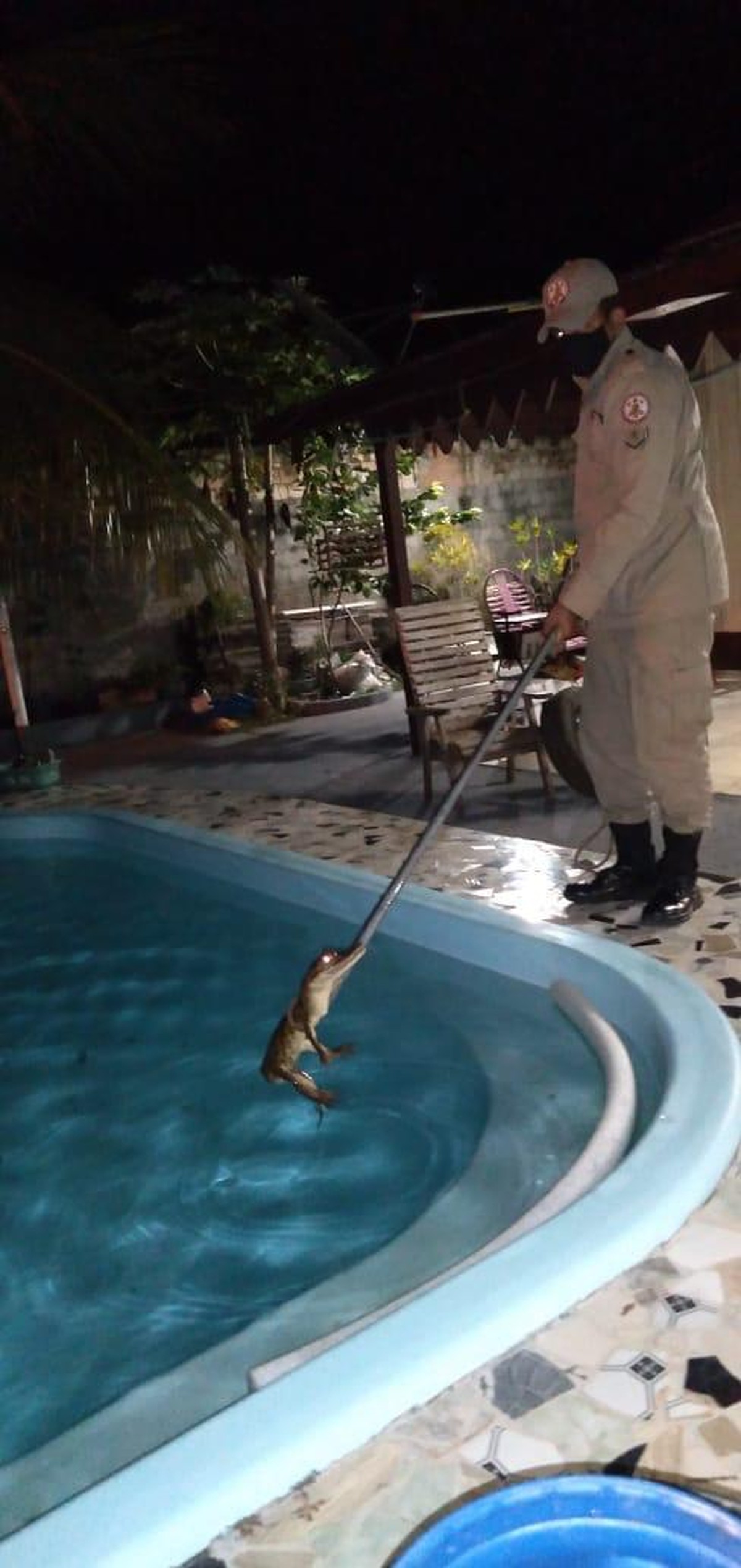 Moradores levam susto ao encontrar jacaré dentro da piscina de casa em MT |  Mato Grosso | G1