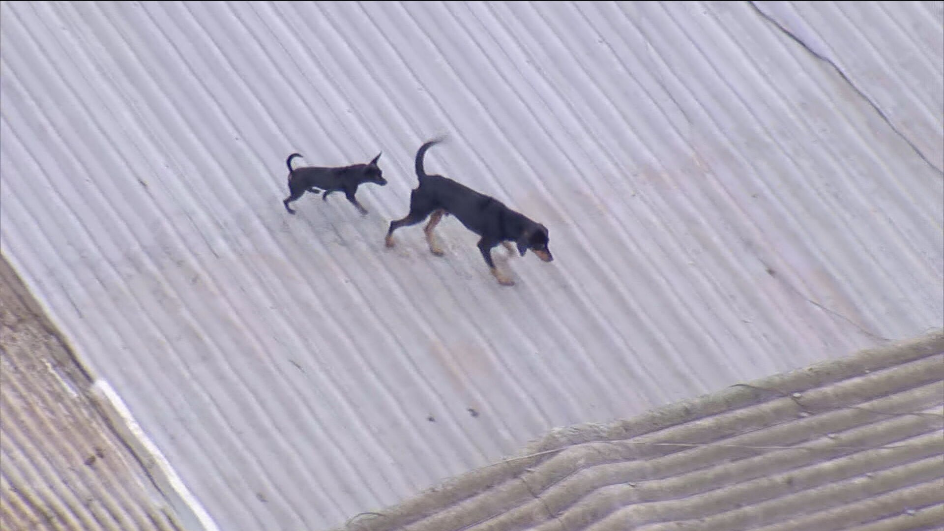 VÍDEO: Cachorro tenta fugir de alagamento e nada em busca de telhados em Canoas 