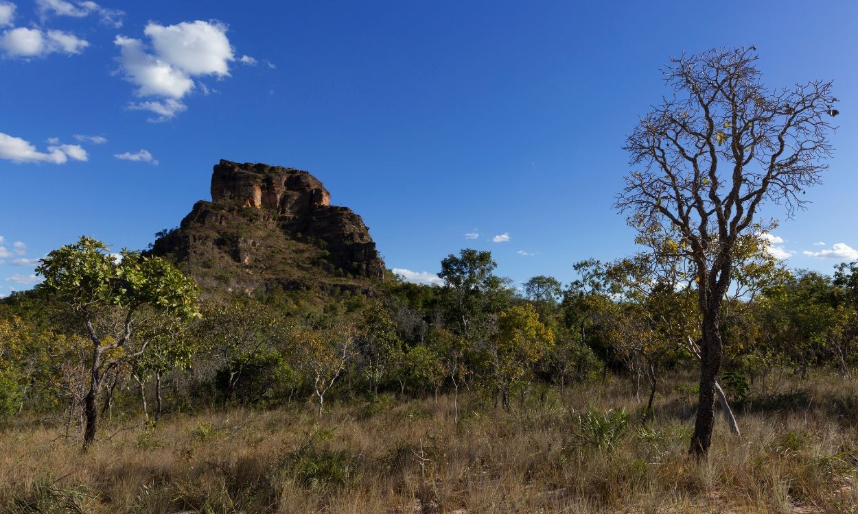 Cerrado: a 'floresta invertida' que guarda o segredo das águas e do clima no subsolo