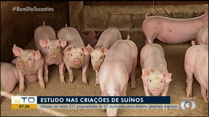 Adapec realiza estudo nas criações de suínos do Tocantins para detectar possíveis doenças