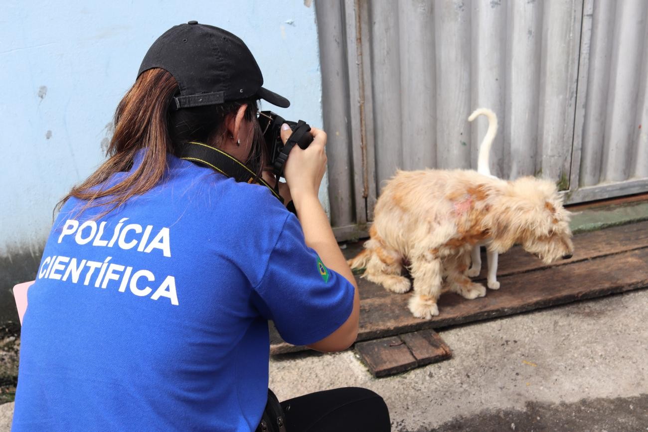 Força-tarefa apura denúncias de maus-tratos contra animais na Grande Belém