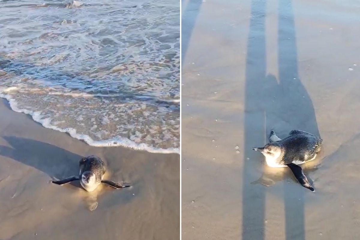 Pinguim é resgatado após ser encontrado à beira-mar em Guarujá; VÍDEO