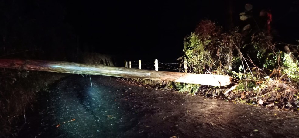 Quee da de árvore em Canoinhas em Santa Catarina, nesta madrugada de quinta-feira (13) — Foto: Defesa Civil/Divulgação