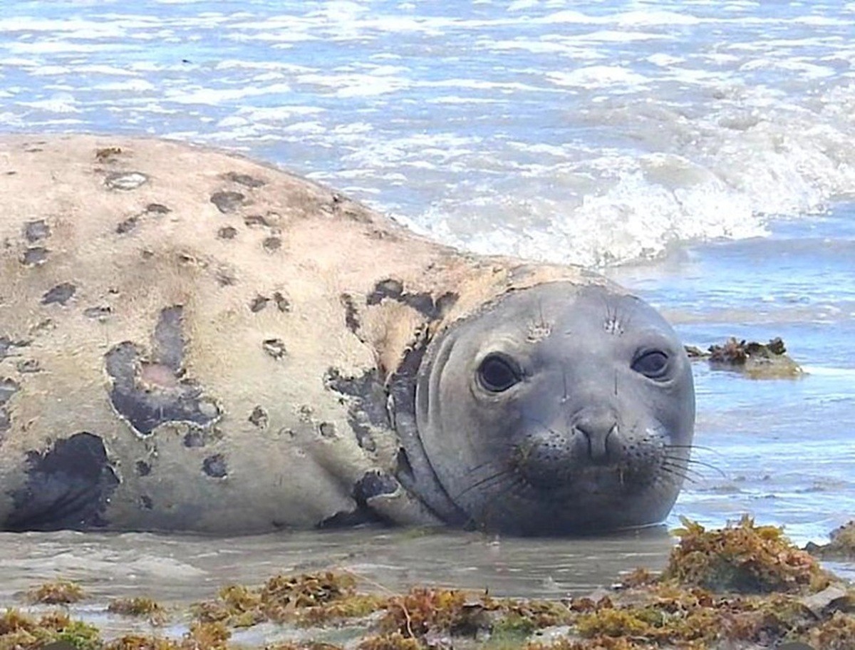 Polícia Federal vai investigar morte do elefante-marinho em Alagoas após laudo apontar crime