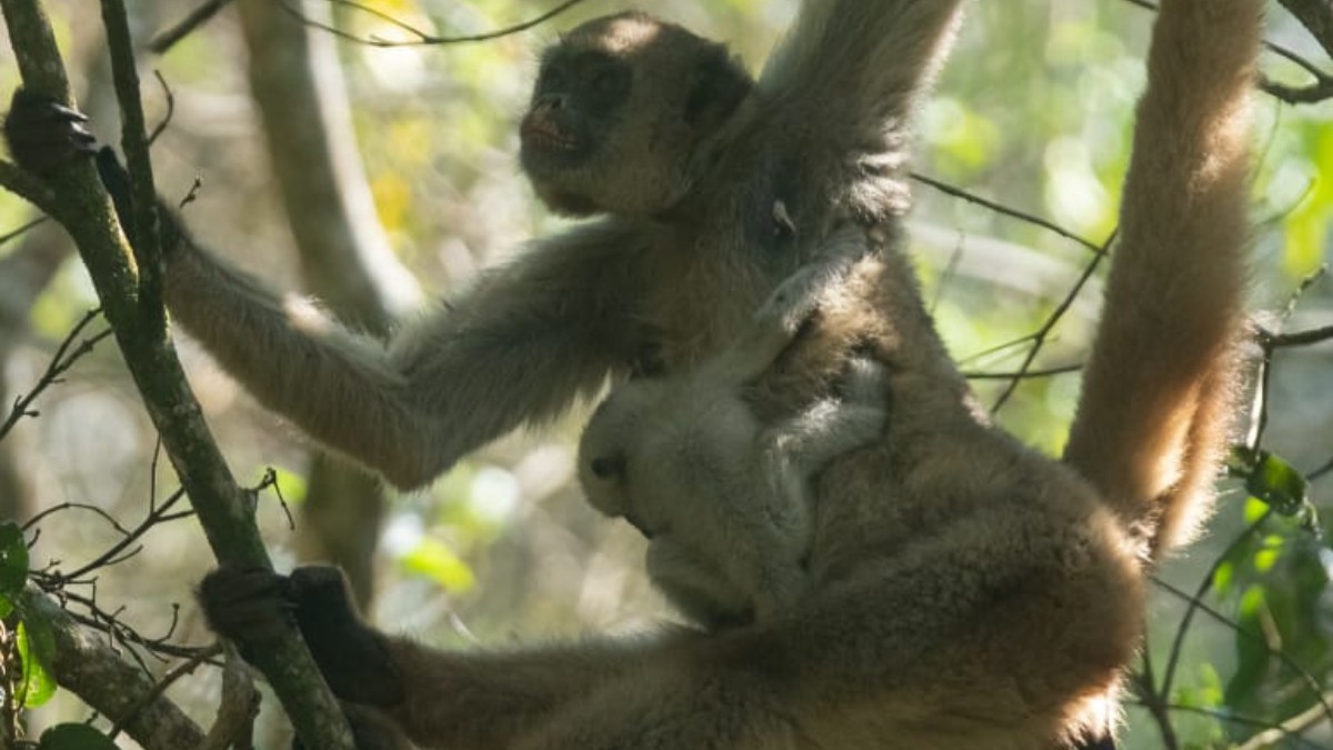 Dois filhotes de muriqui-do-norte nascem na Mata do Sossego, em Simonésia