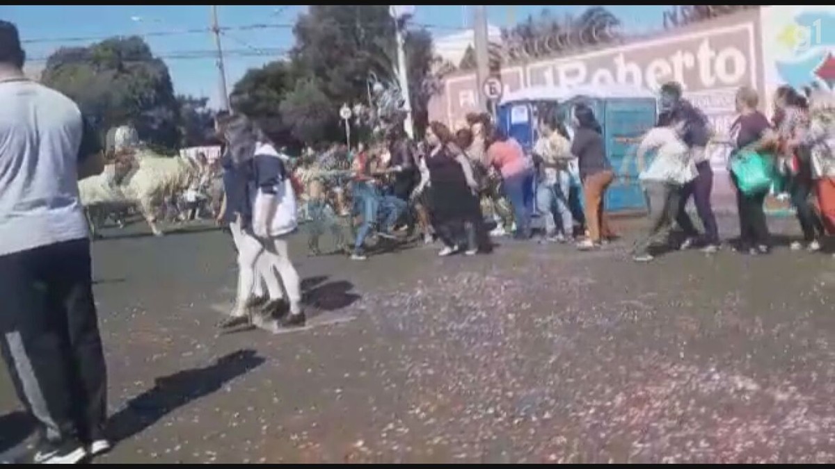 Boi attaque la foule et laisse des blessés lors du défilé anniversaire d’Igarapava, SP ;  VIDÉO |  Ribeirao Preto et Franca