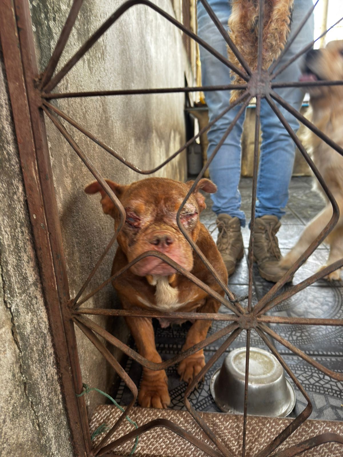 Polícia resgata 50 animais com sinais de maus-tratos em canil clandestino na Zona Norte do Rio