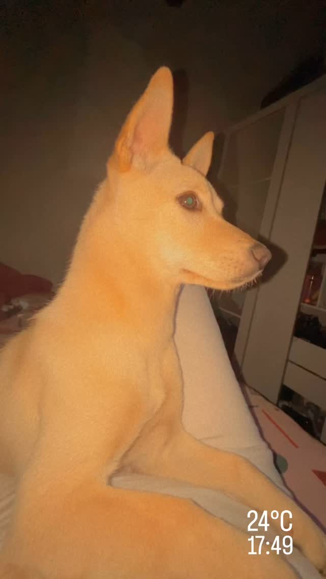 VDEO: Cachorrinha supervisiona dona durante extenso de clios e viraliza nas redes sociais