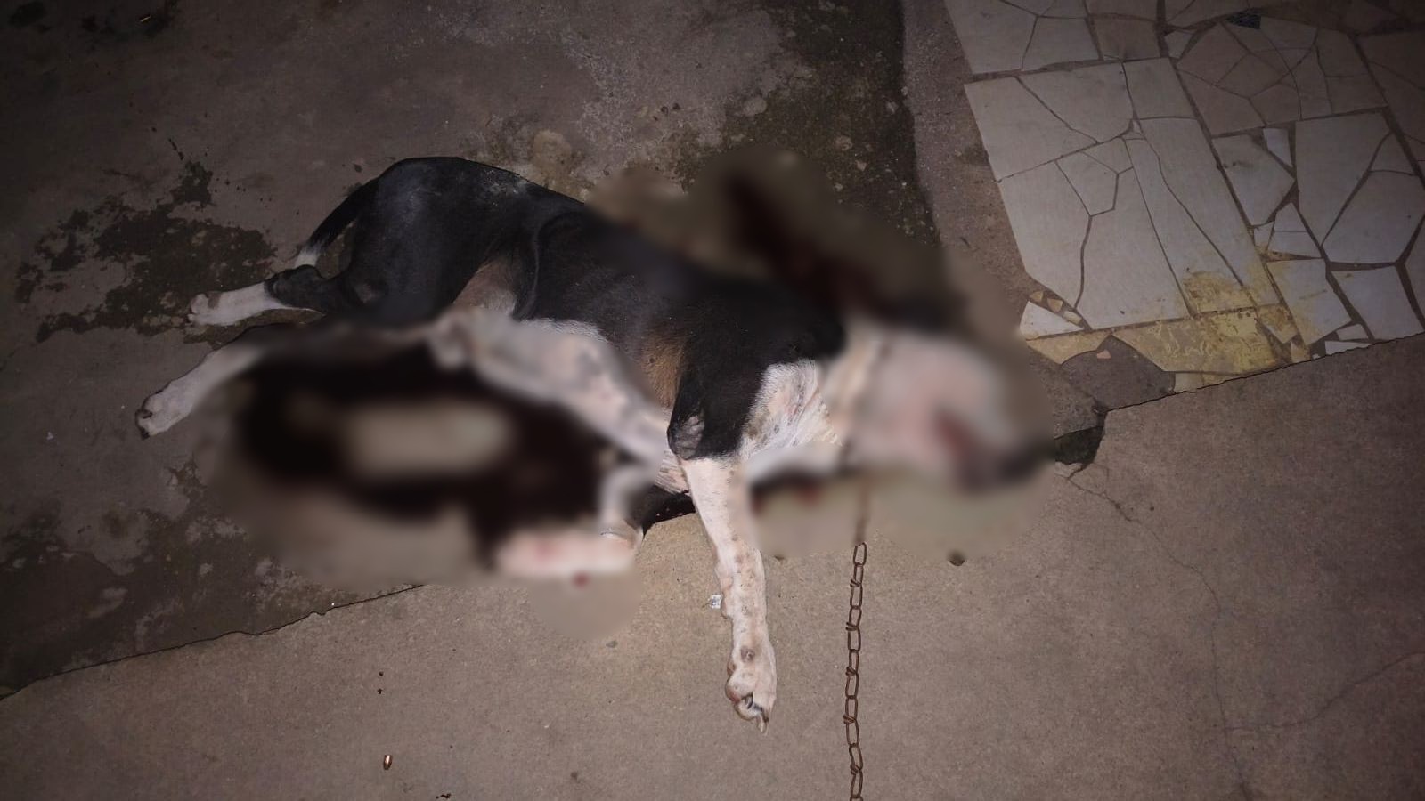 Pitbull ataca homem e é morto a tiros pela polícia em Roraima