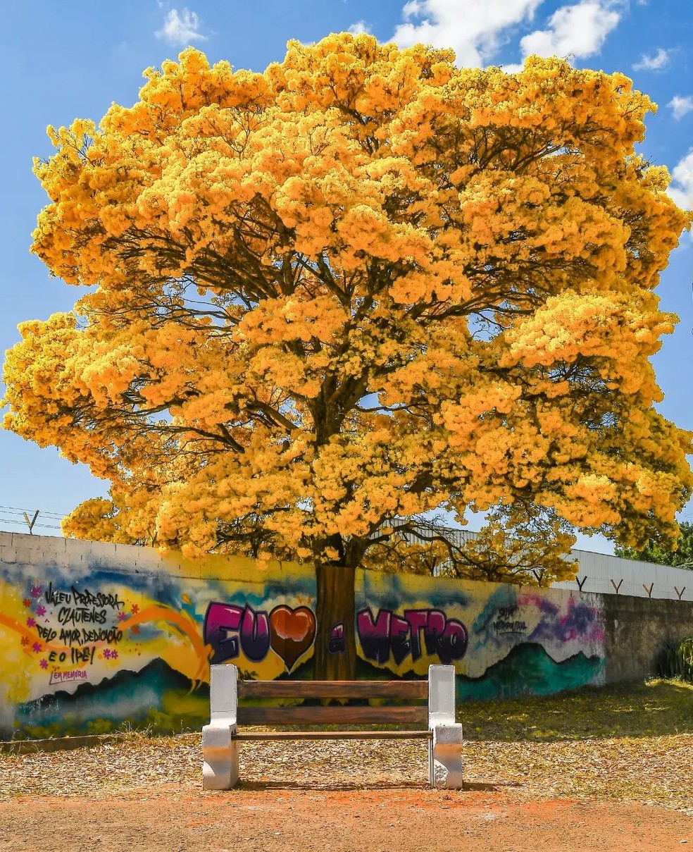Ipê amarelo — Foto: Fotografia e Astronomia/ redes sociais