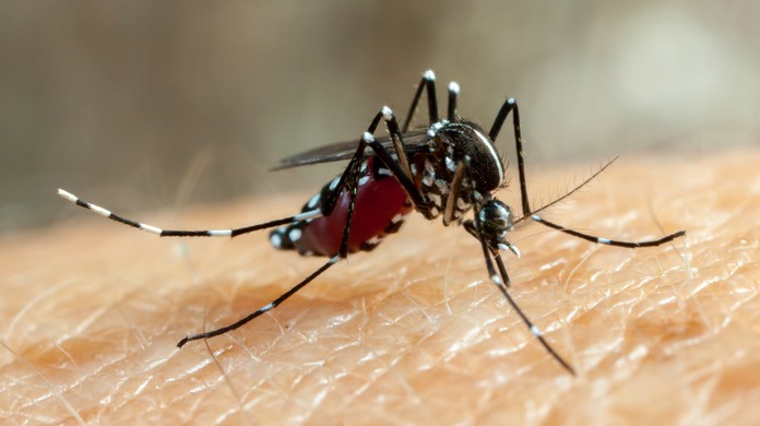 Casos de dengue e chikungunya disparam no Brasil, e Minist&eacute;rio da Sa&uacute;de v&ecirc;  nova epidemia | Sa&uacute;de | G1