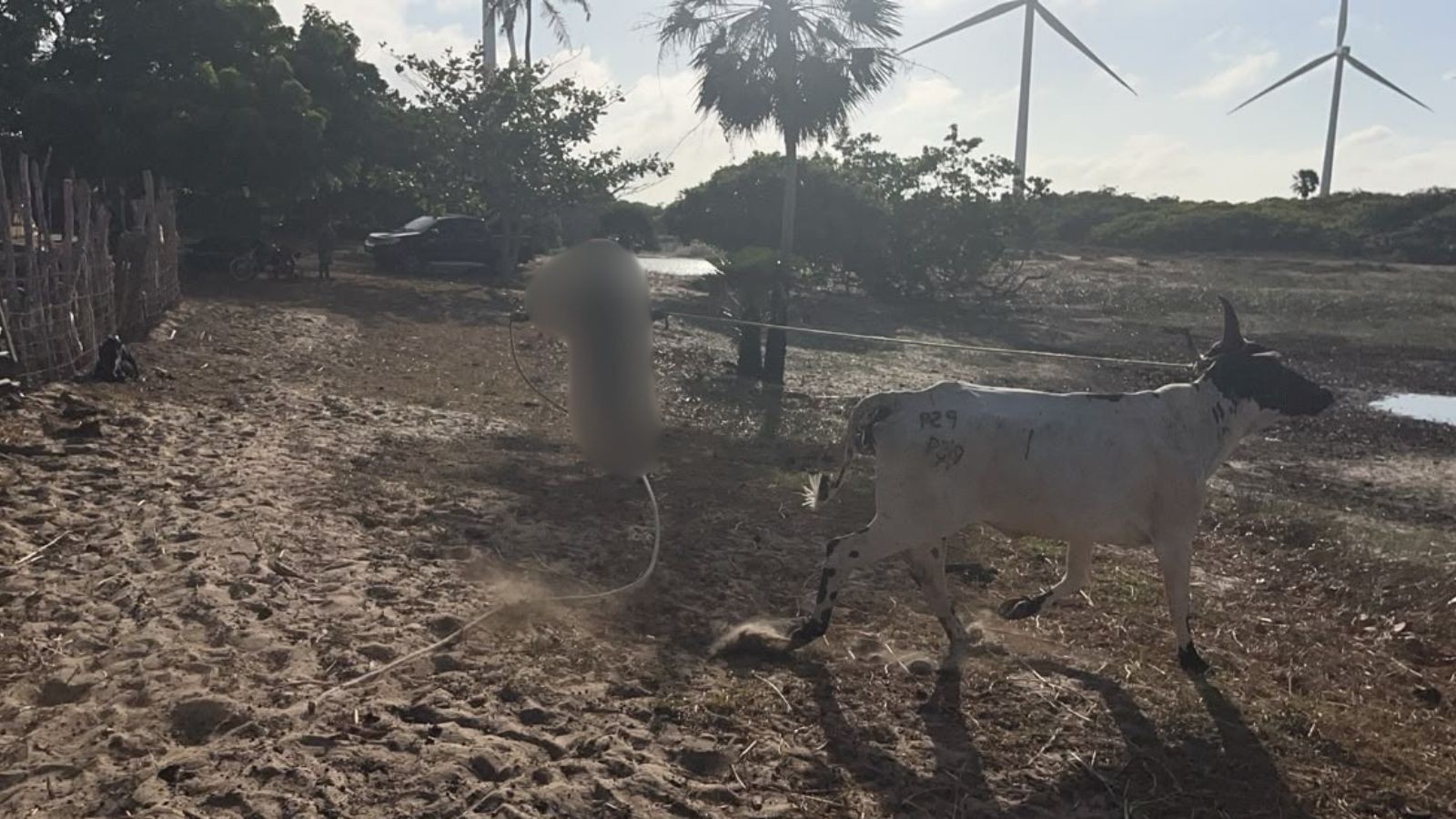 VÍDEO: Suspeitos de furto de 22 animais são presos com bovinos em curral no litoral do PI