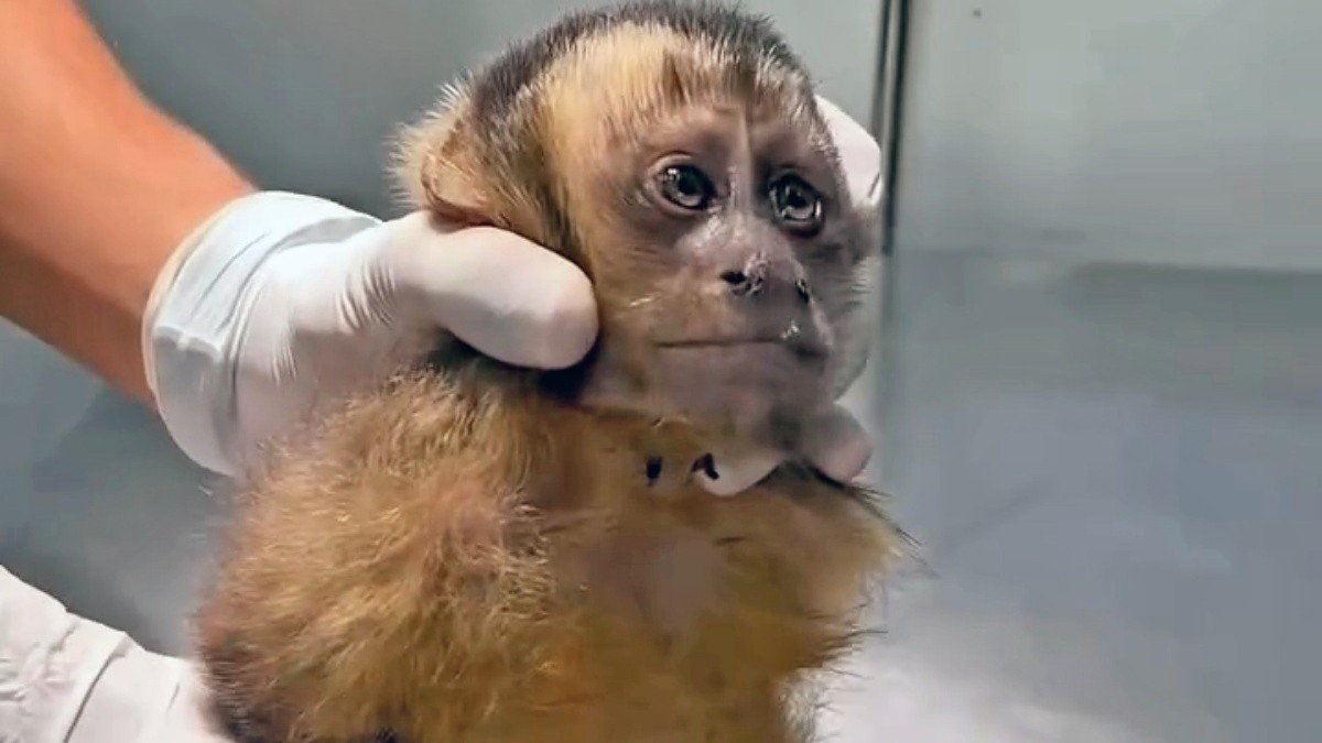 Macaquinha é encontrada baleada na Gávea e pode ficar paraplégica