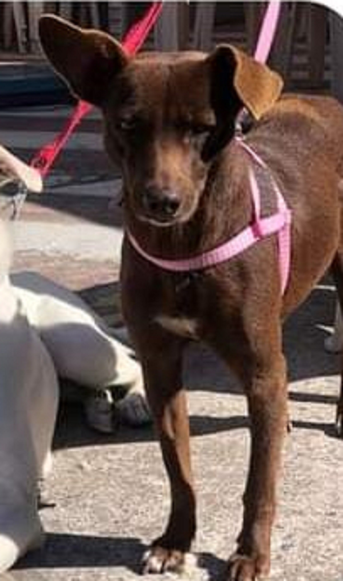 Vizinho mata cadela com chute e afirma que 'quis matar por não gostar de cachorros' em MG 