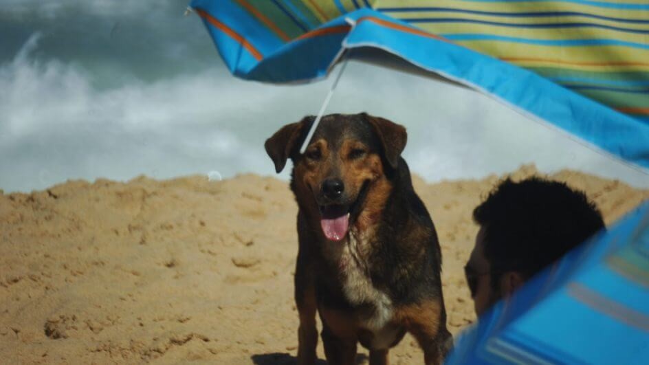 Pode levar cachorro na praia em SC? 