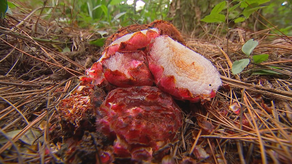 Por ser uma parasita de raízes, a flor cogumelo rouba nutrientes para sobreviver — Foto: Globo Repórter/ Reprodução