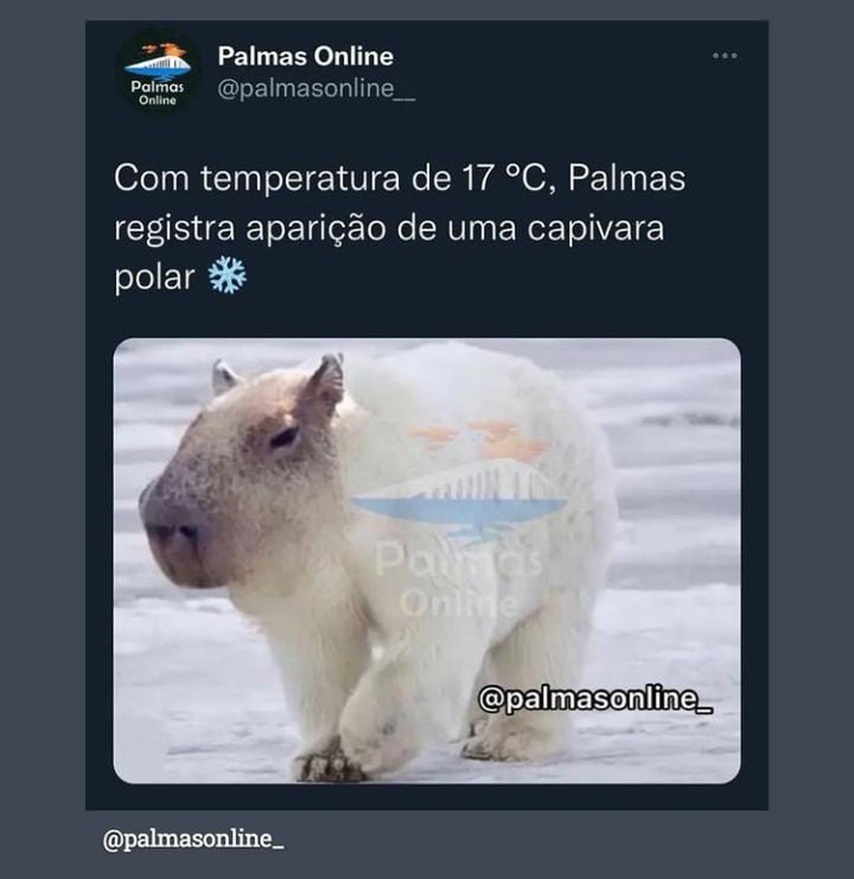 Meme capivara em 2023  Fotos de capivara, Memes, Capivara