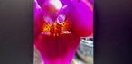 Samsung Galaxy Z Fold7 aberto com foto em tela inteira