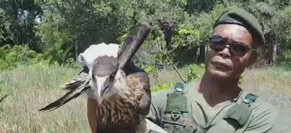 Animais foram soltos por agentes da Guarda Municipal — Foto: Reprodução/ TV Globo