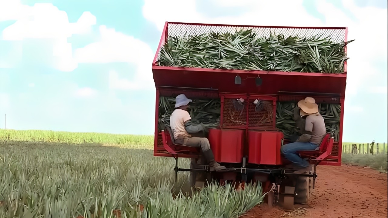 Produtor rural cria 'engenhocas' para revolucionar plantio de abacaxi e leva inovação do agro até Taiwan