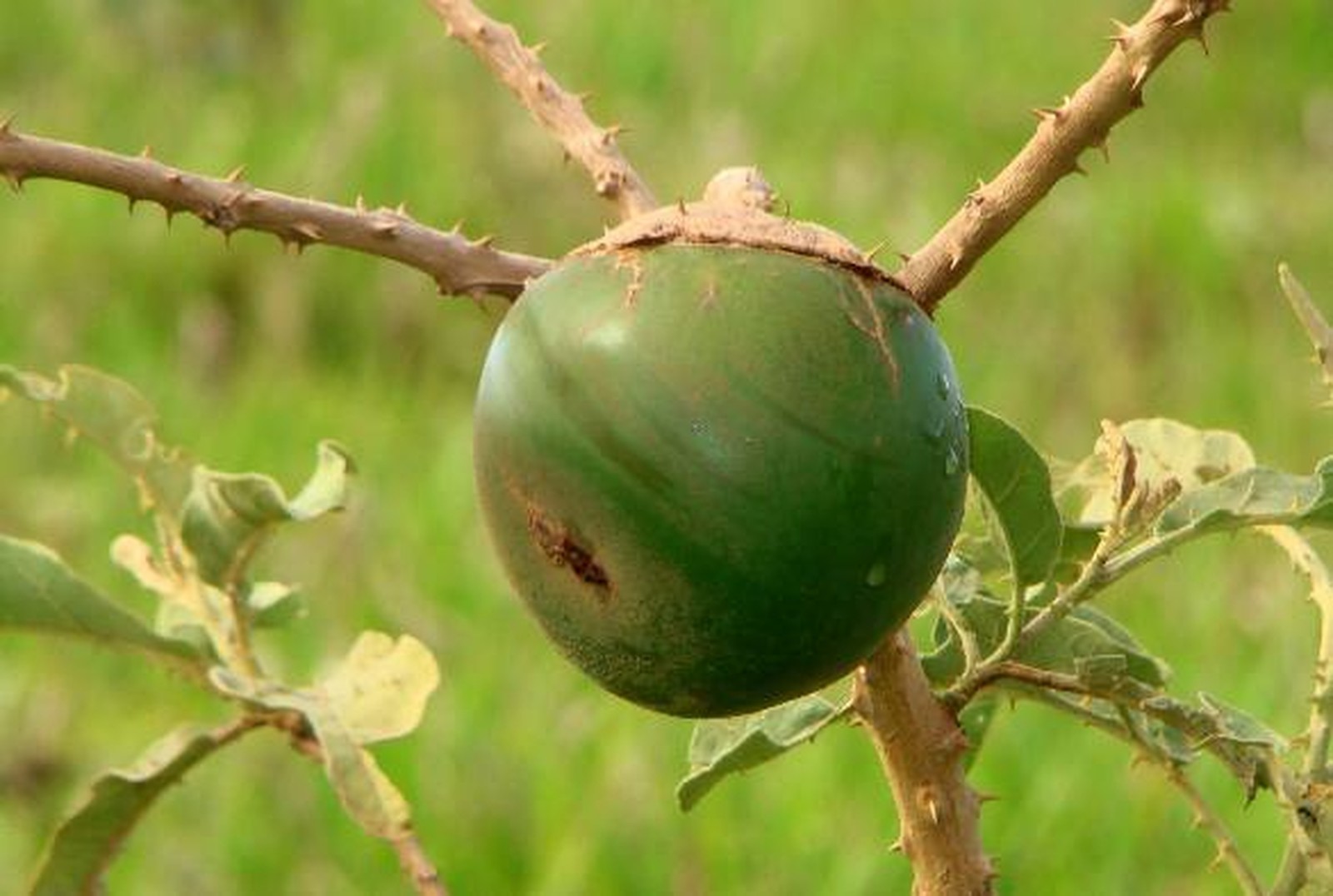 Fruto favorito do lobo-guará pode ajudar no tratamento do câncer de bexiga