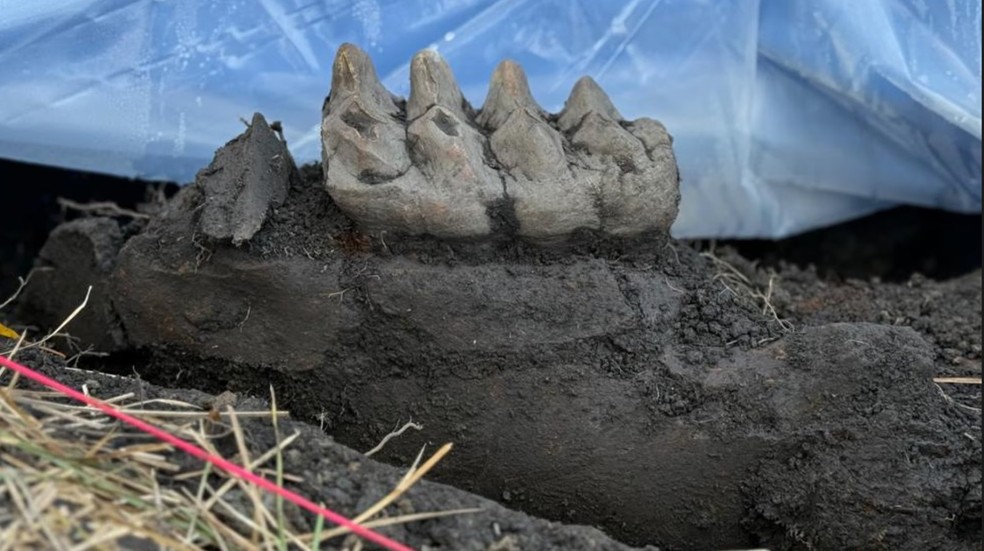 Mandíbula de mastodonte é encontrada em casa no estado de Nova York — Foto: Divulgação/New York State Museum